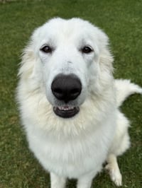 Luca - Photo 2