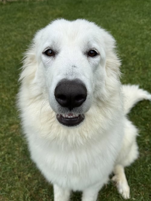 LUCA - Great Pyrenees available for adoption