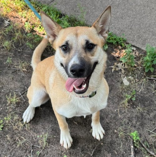 NESTA - Shepherd available for adoption