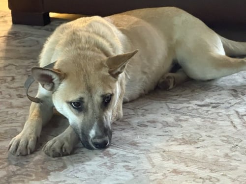 NESTA - Shepherd available for adoption