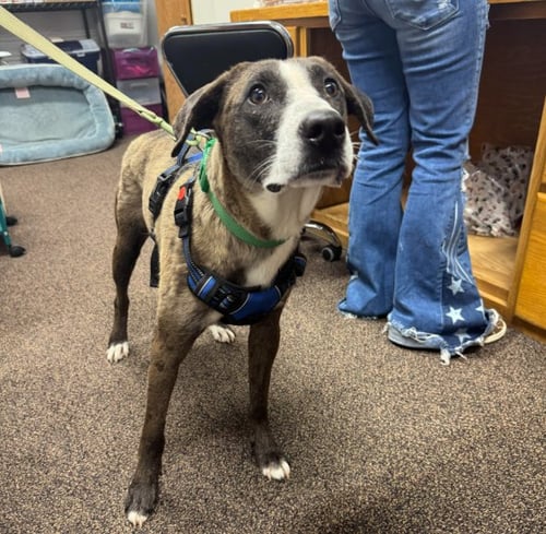 JACK ADAMS - Catahoula Leopard Dog available for adoption