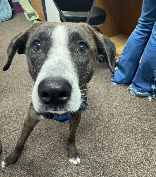 JACK ADAMS - Catahoula Leopard Dog available for adoption