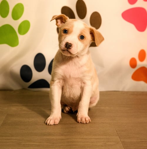 KEELAN - Australian Cattle Dog/Blue Heeler available for adoption