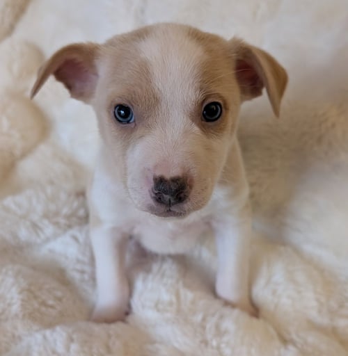 KEELAN - Australian Cattle Dog/Blue Heeler available for adoption