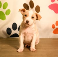 Keelan - Photo 9
