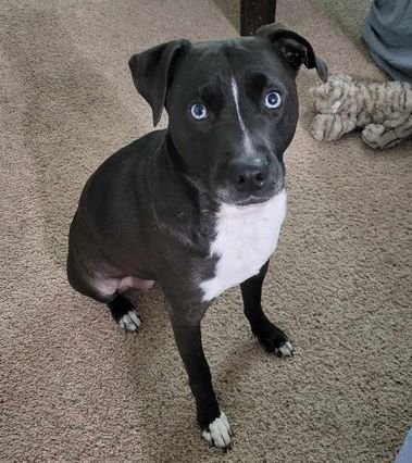 ANNE - Pit Bull Terrier / Husky available for adoption