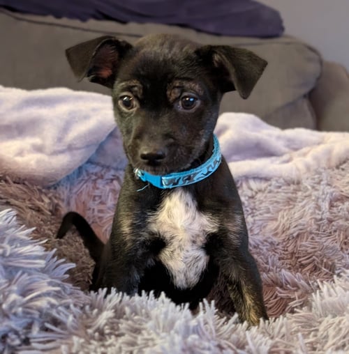 BLAZE - Terrier available for adoption