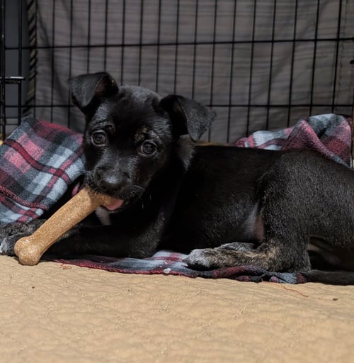 BLAZE - Terrier available for adoption