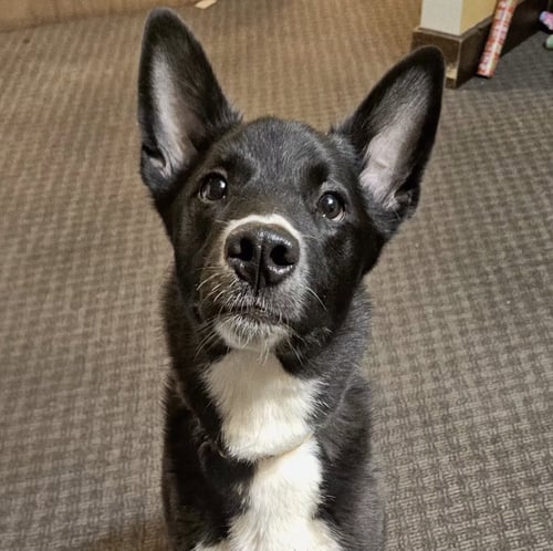 SAGE - Labrador Retriever / Collie available for adoption