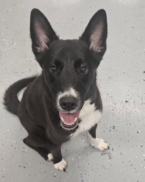 SAGE - Labrador Retriever / Collie available for adoption