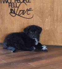 Jake - Photo 7