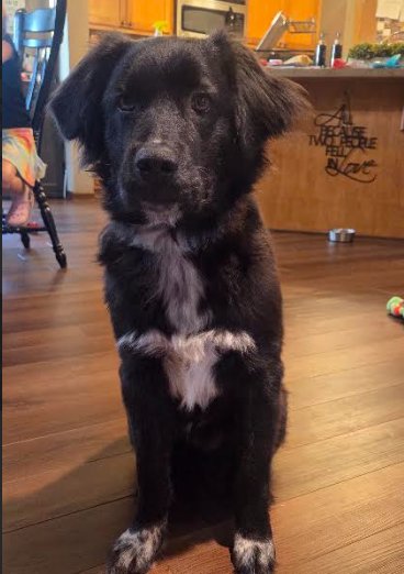JAKE - Great Pyrenees available for adoption