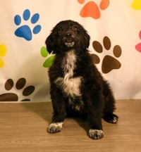 Jake - Photo 4