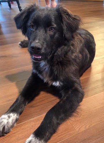 JAKE - Great Pyrenees available for adoption