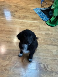 Jake - Photo 6