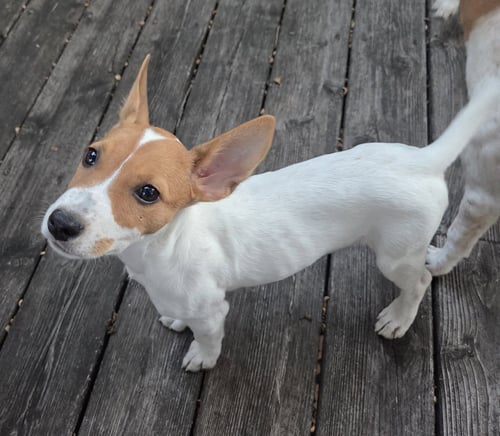 RAINY* - Australian Cattle Dog/Blue Heeler available for adoption