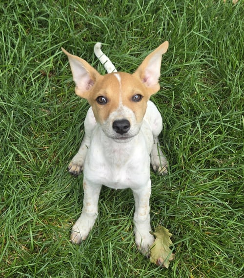 RAINY* - Australian Cattle Dog/Blue Heeler available for adoption