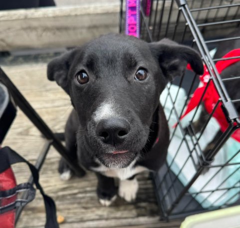 NORA - Shepherd available for adoption