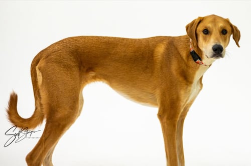KIT - Great Pyrenees / Doberman Pinscher available for adoption