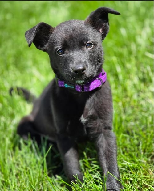 RAVEN - Labrador Retriever available for adoption