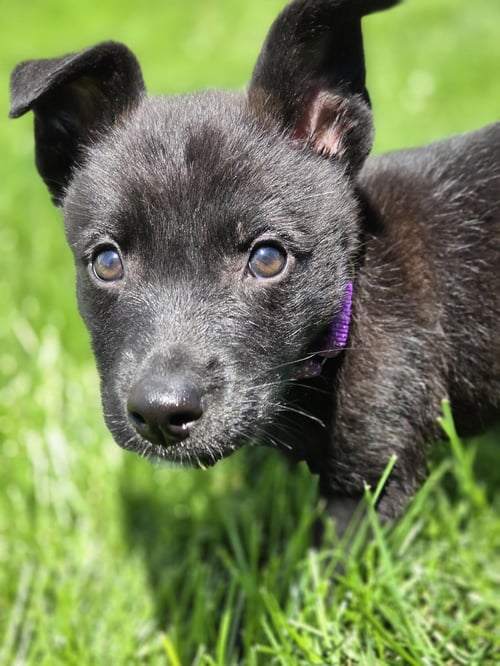 RAVEN - Labrador Retriever available for adoption
