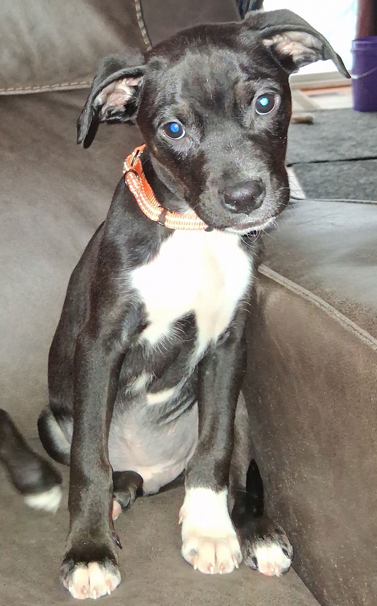 FINN - Terrier available for adoption