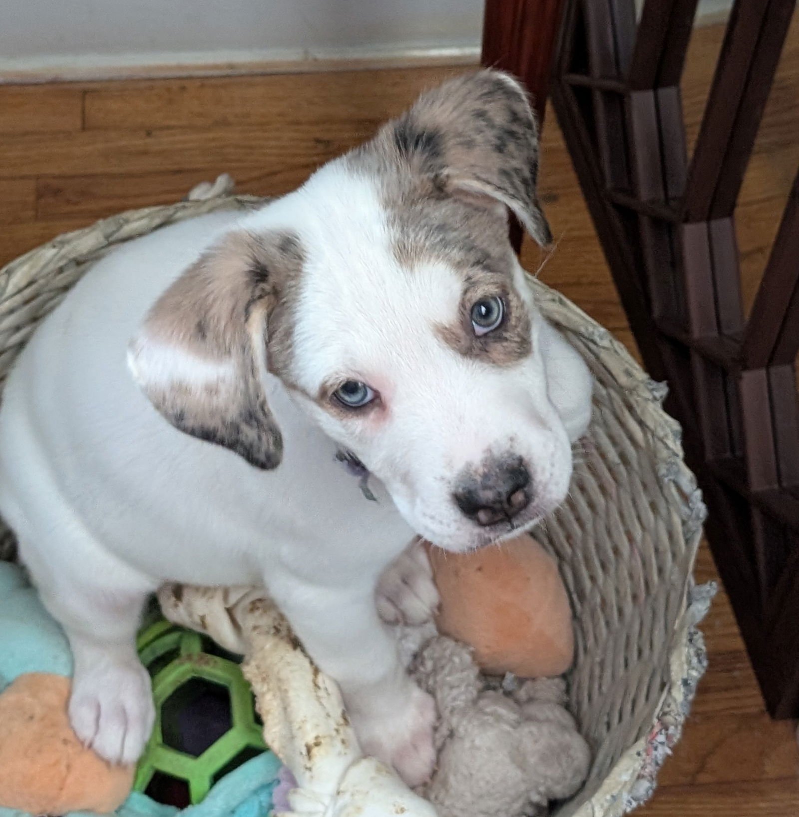 TIRA - Great Pyrenees / Labrador Retriever available for adoption