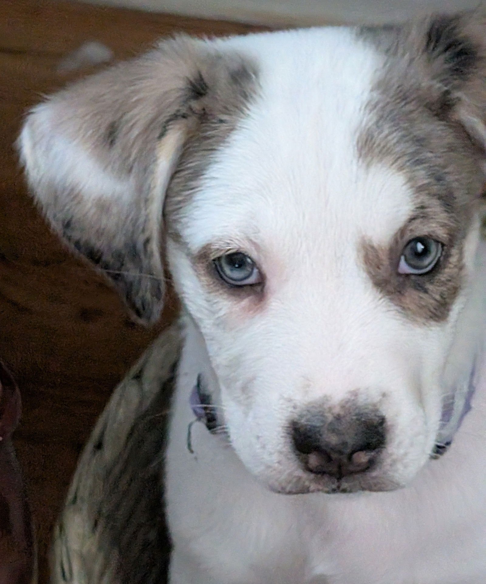 TIRA - Great Pyrenees / Labrador Retriever available for adoption