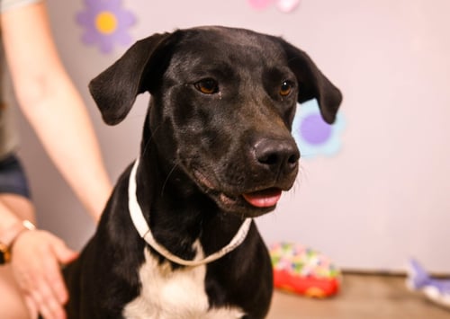 BEAUTIFUL - Labrador Retriever available for adoption