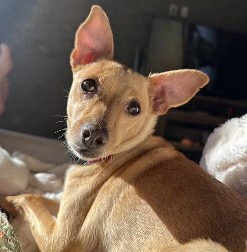 MAGGIE - Chihuahua available for adoption