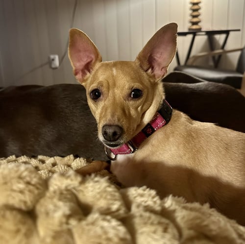 MAGGIE - Chihuahua available for adoption