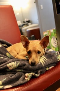 Maggie - Photo 6
