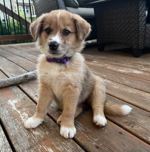 WREN - English Shepherd available for adoption
