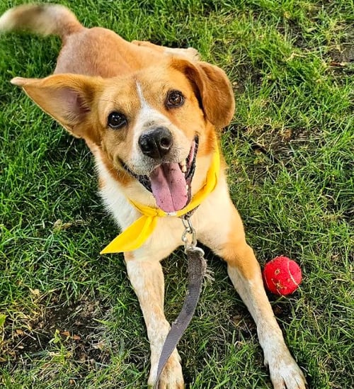 REDFORD - Labrador Retriever / Shepherd available for adoption
