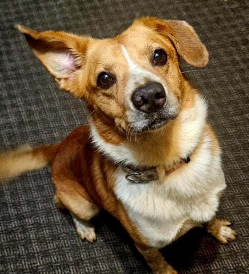 REDFORD - Labrador Retriever / Shepherd available for adoption
