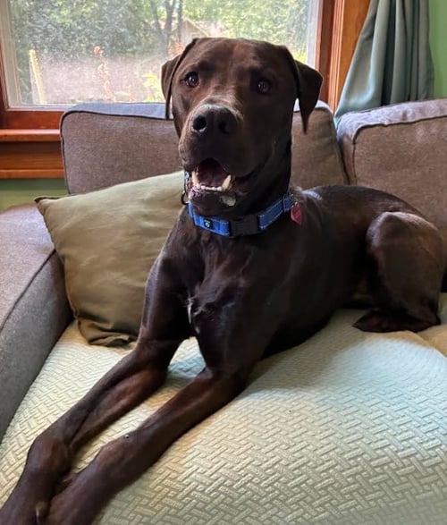 BEAU - Labrador Retriever available for adoption