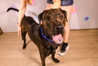 Beau - Photo 3