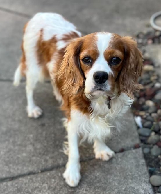SPICE - Cavalier King Charles Spaniel available for adoption