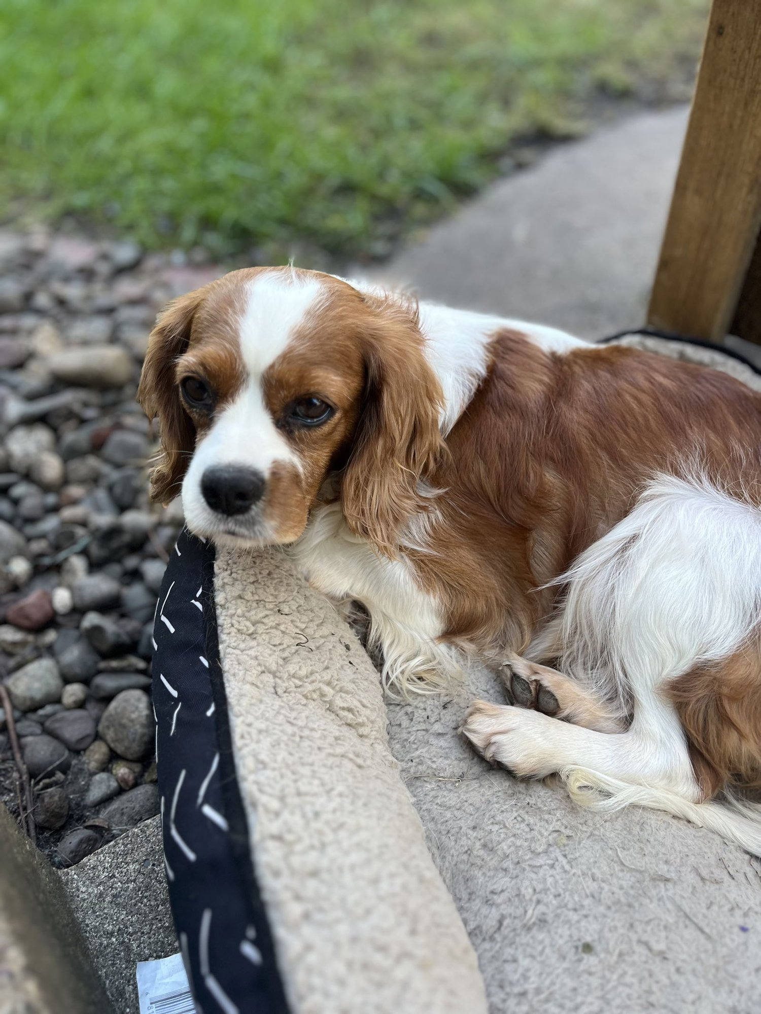 SPICE - Cavalier King Charles Spaniel available for adoption