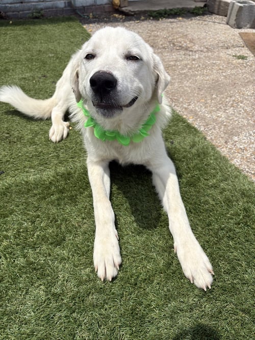 BREWER - Labrador Retriever / Great Pyrenees available for adoption