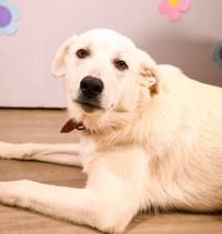 Brewer - Photo 5