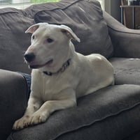 Buster - Photo 1