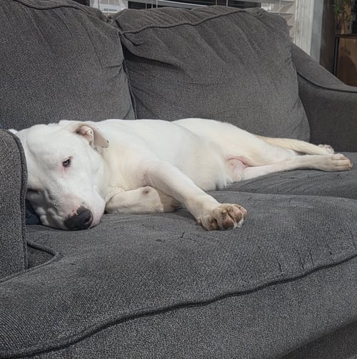 BUSTER - Bull Terrier available for adoption