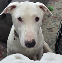 Buster - Photo 3