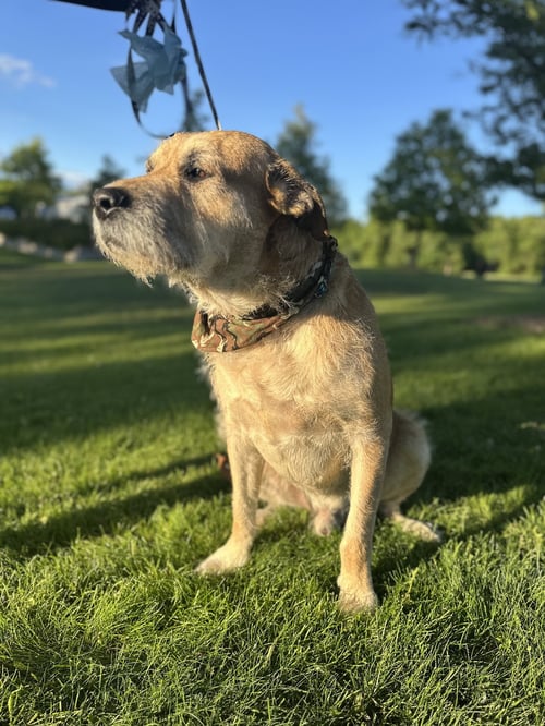 ZIGGY - Terrier available for adoption