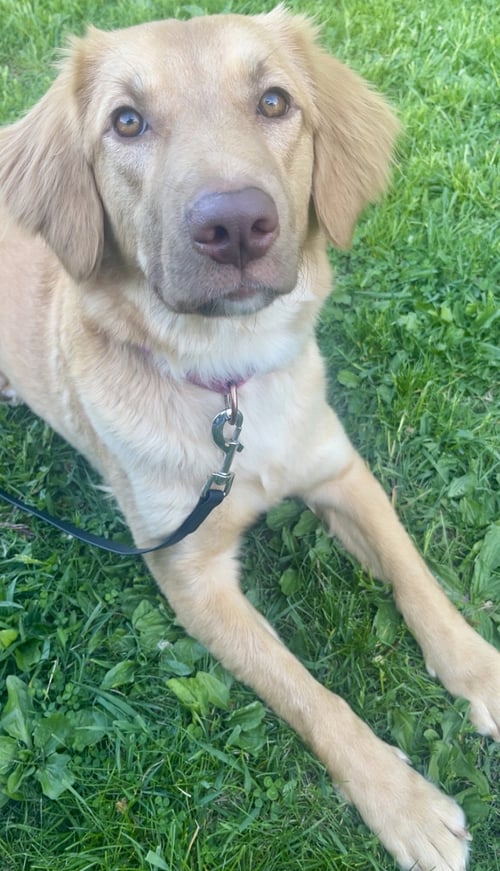 AMELIA - Golden Retriever available for adoption