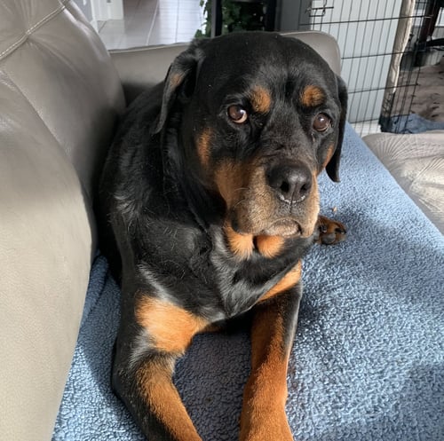 RUTHIE - Rottweiler available for adoption