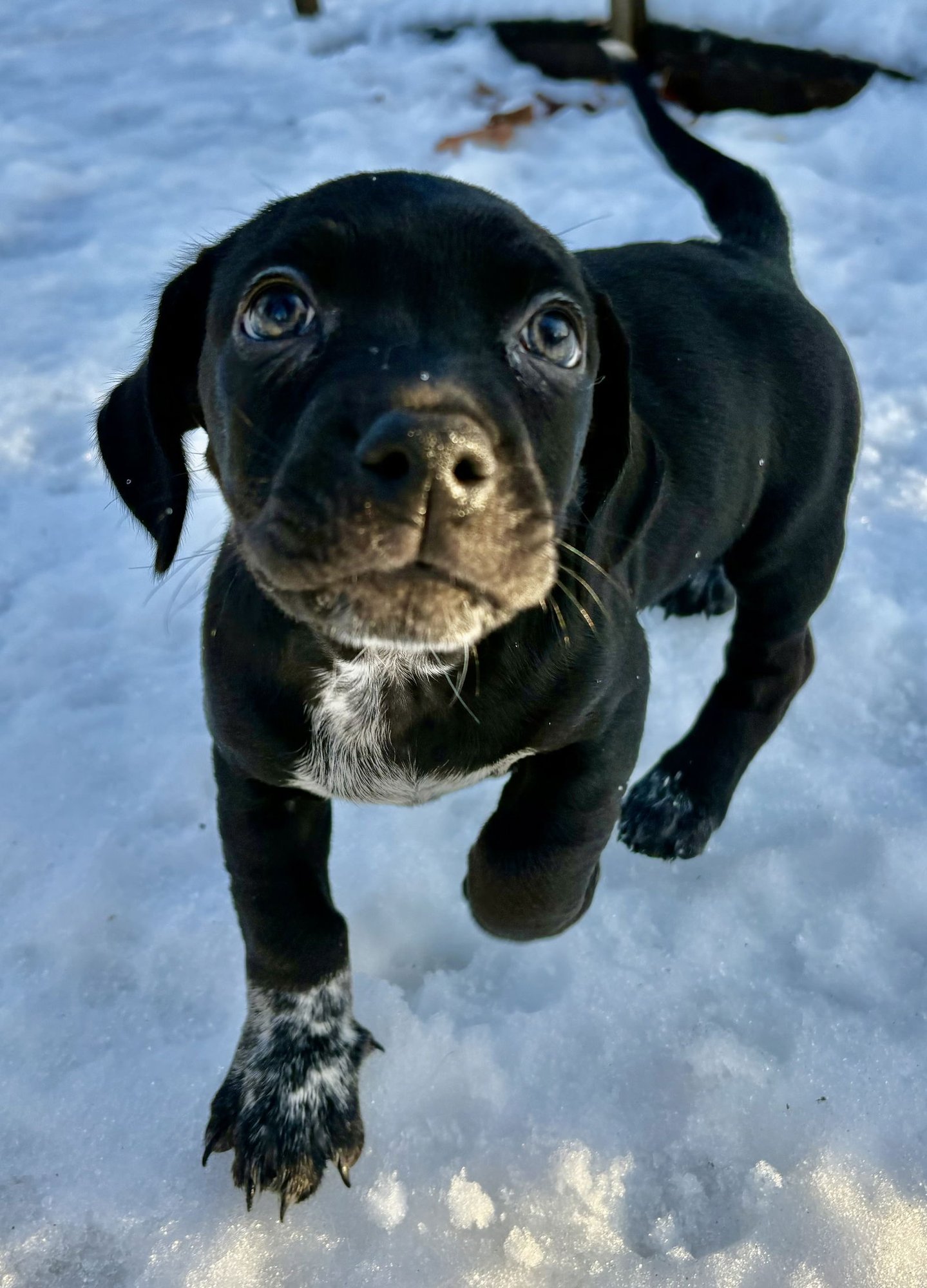 BOOTS - Terrier available for adoption
