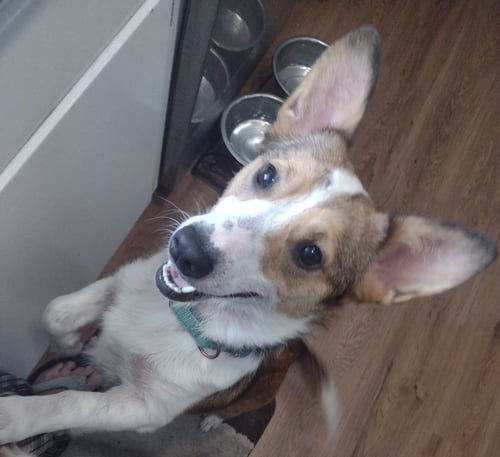 ZOEY MAE - Corgi available for adoption