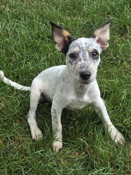 MILLE LACS* - Australian Cattle Dog/Blue Heeler available for adoption